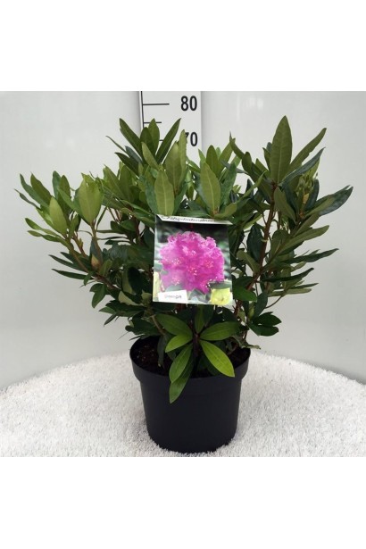 Саджанець рододендрона Поларнахт